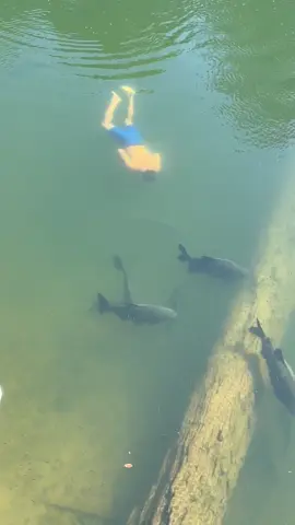 #valdemir  encantador de peixe gigante 