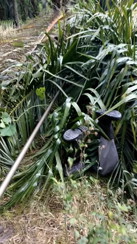 panen sampe Poko sawit tumbang #pemanenkelapasawit #kontenhiburan #hiburantiktok #egreksawit #watohayonbuahdoangditarik #lucu #watohayonnarikbuah #watohayoneditorberkelas #watohayon #Nanakrysto 