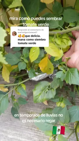 Respuesta a @marisolgarciamend7 #cultivo 
