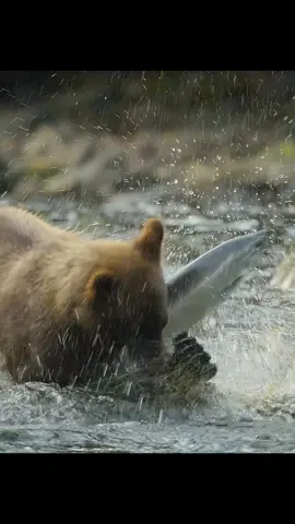 #amazinganimalsworld #wildlife #tiktok #recommendedforyou 