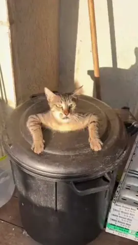 Help me! Funny kitten!#funnyvideos #funnycat 
