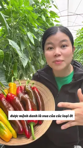 Loài ớt ngọt cao cấp nhất hiện tại, quả cực kỳ to, thịt dày và siêu ngọt, giòn, ăn sống thơm ngon ngọt như trái cây - ỚT NGỌT PALERMO Ưu điểm khi trồng từ hạt giống  - Chuẩn F1, được nhập khẩu trực tiếp  - Dễ chăm, dễ trồng