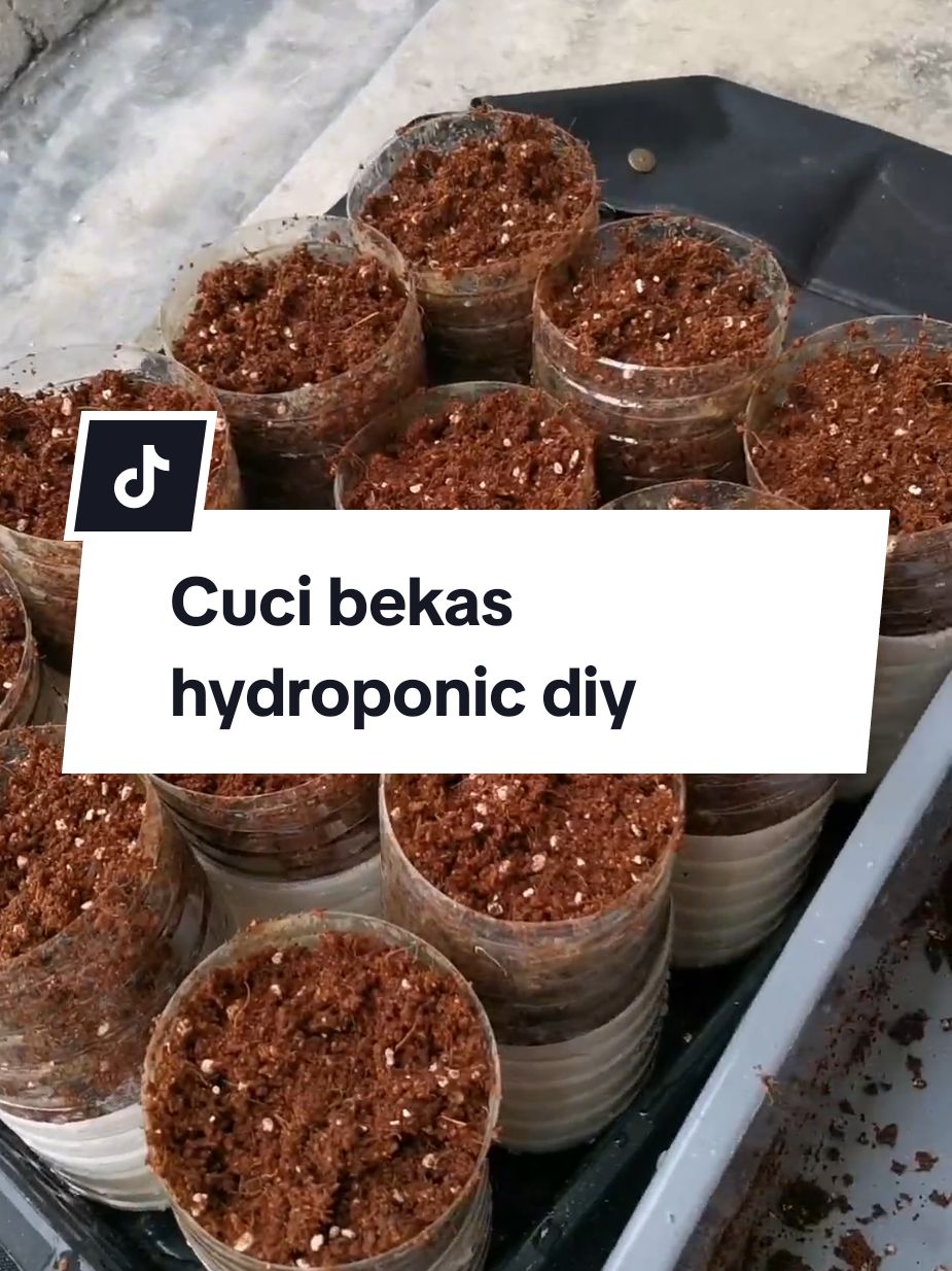 Sawinya dah tuai, so nak letak cocopeat baru, tukar yg lama letak ke pasu lain. Alang2 tu kita cuci sekali bekasnya dan masukkan air baja baru. Sementara nak alih ke bekas lebih besar nanti, kite manfaat kan dulu la bekas yg diy ni. 🤭 #porthealing #menanamdirumah #gengsurirumah #kebundepanrumah #jomberkebun #gengkebun #sukatanaman #santai 