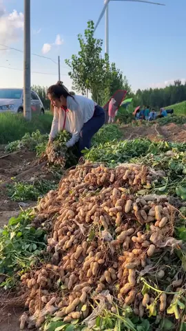 Peanuts harvest in rural life #fresh #natural #harvest #peanuts 