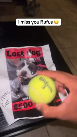 Havent seen him since…I feel like a deadbeat 😪🐕 #Lostdog #Update #Pitbull #Rufus 