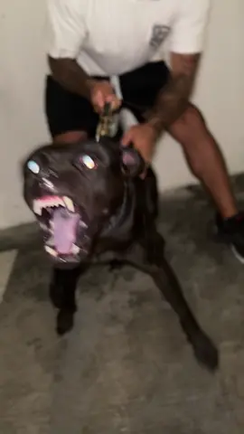 Civil⚔️ JPK9 Trained  #JPK9 #DogTraining #apbt #fyp #protectiondog 