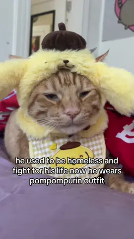 sleept old Man #cat #sigma #poosay 