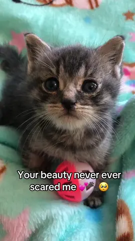 Everybody deserves a chance ❤️ #catrescue #kittenrescue #kittensoftiktok #kitten #paralyzedcat #paralyzedkitten #specialneedskitten #catrescuer #kittenseason #greenscreenvideo 