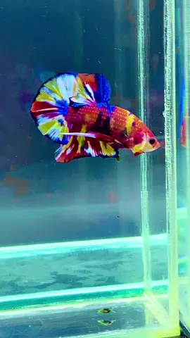 #คนไทยรู้ทัน #TikTokกินเที่ยว #ปลากัดมัลติคัลเลอร์เบสเหลือง💛 #ของดีเมืองระยอง #ที่ไหนมีปลากัดเจอกัน #rayongthailand🇹🇭 #ปลากัดแฟนซี #ปลากัดมัลติคัลเลอร์สีหวาน #ปลากัดเครื่องโต #ปลากัดสวยงาม 