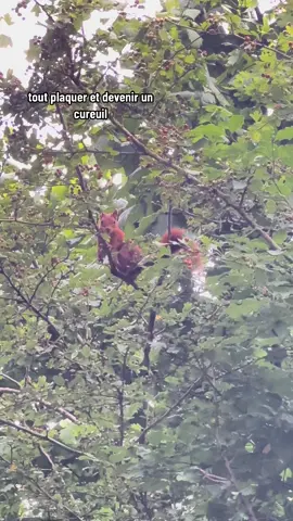 Y’a rien de plus mignon on est d’accord ? 🐿️ #cureuil #cute #animal 