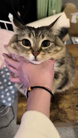 Car has engine #catsoftiktok 