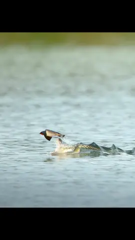 #amazinganimalsworld #wildlife #tiktok #recommendedforyou 