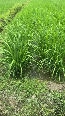🌾mapan p-05 umur 42 HST  #padimapan05 #padi #padisawah #petani #petanipadiindonesia🌾🇲🇨 #petanimudasukses #fypシ゚viral 