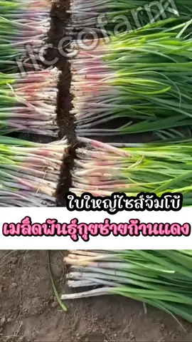 หว่านครั้งเดียว เก็บกินเก็บขายได้ทั้งปี ✅‼️#เมล็ดพันธุ์ผัก #กุยช่ายก้านแดง 