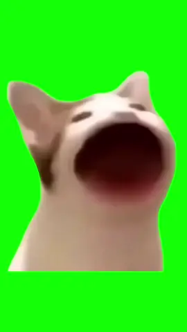 Cat meme green screen