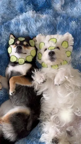 Manyu&Xiaobai spa day👂 #dogsoftiktok #cute #littlemanyu #shiba #asmr #westie #shibainu 