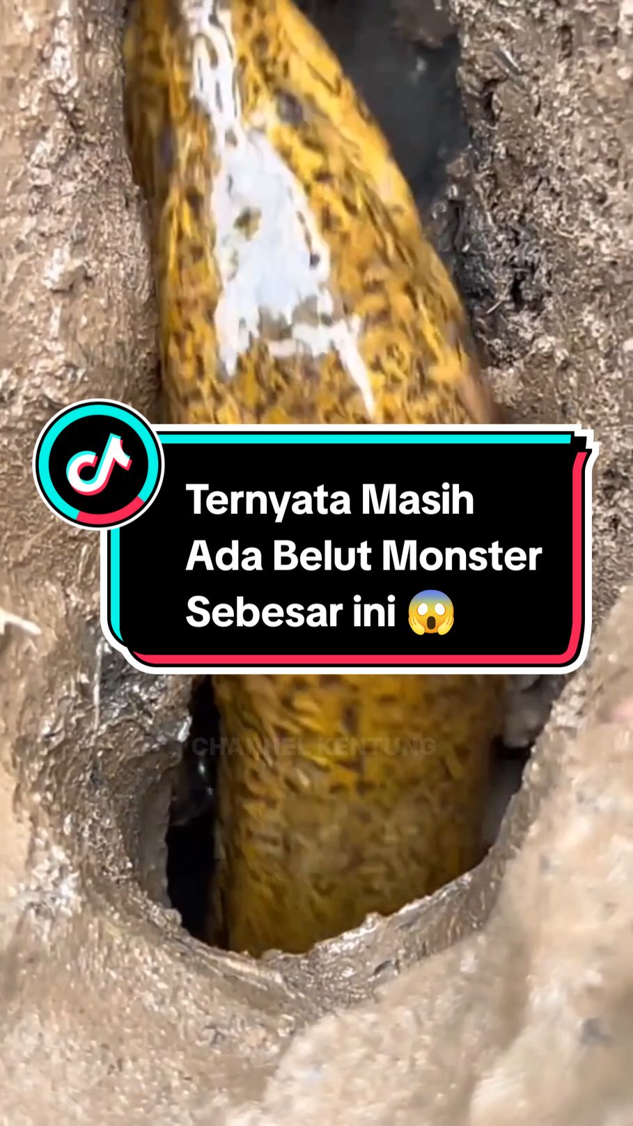 Sambaran Belut Monster ini Bikin Nagih,Ternyata Belutnya Besar Banget 😭#fyp #belutmonster #trending #viral #belut #mancingbelutsawah #mancingbelut 