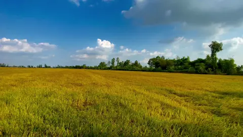Lúa chín thơm quá đi🌾🍀#xuhuongtiktok #chill #canhqueyenbinh #68kiengiang #tamtrang #binhyen 