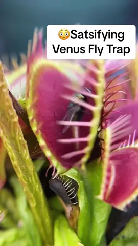 Oddly Satisfying Venus Fly Trap 😳 #venusflytrap #flytrap #plant #plants #plantsoftiktok #venus #satisfying #oddlysatisfying #fyp 