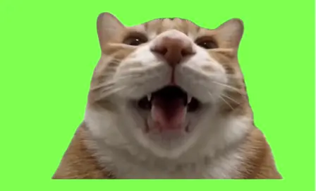 セルフィーっぽい🫶 #猫ミーム#fyp #自撮り#capcut #ディスカバーキャンペーン 