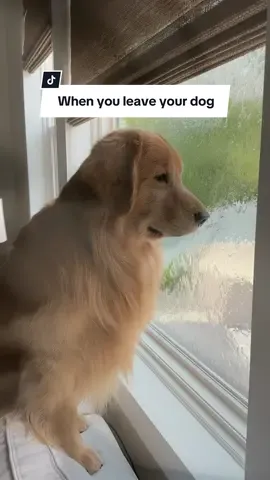 Never leaving the house again 😭 #goldenretriever #allbymyself #dogsoftiktok #dog 