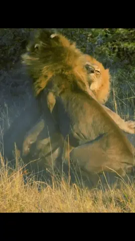 #tiktok #amazinganimalsworld #animalsworld 