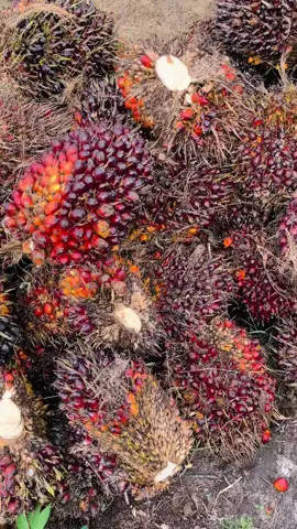 #fypシ 19:50 selagi buah sawit lancar di situlah uang jajan adek abng lancar kan #bismilahfypシ #fypシ #sawit #kulisawitindonesia 