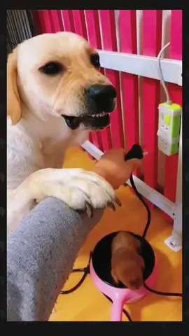 #funnyvideos #funnyanimals #dogsoftiktok #lovedog #fyp #foryou 