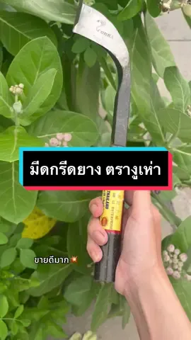 #มีดกรีดยางตรางูเห่า #มีดกรีดยางคมๆ #มีดกรีดยาง #มาแรง 