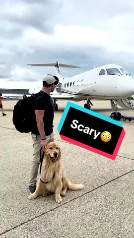 Serving me WHIMZEES on a private jet?! Yes pleez!🐶🥳 #goldenretriever #hekyea #holidaytravels #wellnesspartner #wellnesspet #wellnesswhimzees @Wellness Pet Food 
