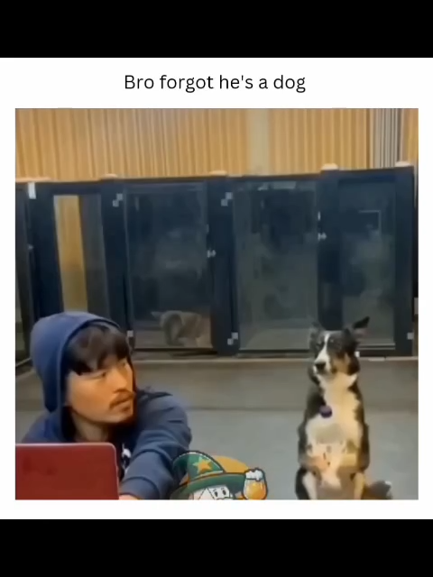 Esse doguinho se esqueceu que é cachorro e segurou a garrafa como se fosse uma pessoa! 😂🐶 // This dog forgot he’s a dog and held the bottle like a person! 😂🐶 #Pets #CachorrosFofos #CachorroEngraçado #HumorAnimal #VideoEngraçado  #ComédiaPet #MomentosDivertidos #RisadaGarantida #AmorAnimal #TikTokPets #Cães #MomentosEngraçados #EngraçadoDemais #AmoAnimais #VidaDePet #FofuraPet #EngraçadoTikTok #PetLovers #CachorrosFofos #AnimaisFofos #MomentosHilários #HumorNoTikTok #fofuras #CachorroEsperto #cuidadoscompets #CachorroFofo #CuteDogs #FunnyDog #animalhumor #FunnyVideo #TalentedDog #PetComedy #FunnyMoments  #AnimalLove #TikTokDogs #LovePets #SuperFunny #LoveAnimals #petlife #PetCuteness #FunWithPets #FunnyTikTok #CuteAnimals #HilariousMoments #TikTokHumor #LimitlessCuteness #SmartDog