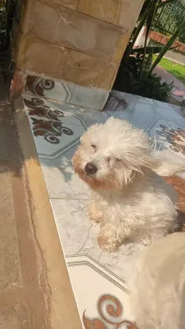 #rosadeguadalupe #trend #pet #vientitodelarosadeguadalupe 