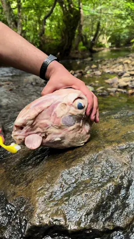 İran düdüklüsünde Kelle Ayak nasıl pişirilir #yemek #cooking #asmr #keşfetteyizzz #kuzu #işteböyle #Recipe #kolojen 