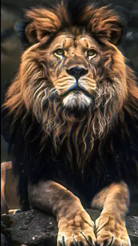 عبارات فخمة وقوية #عبارات #عباراتكم #capcut #tiktok @خواطري 