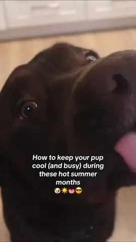 Frozen enrichment mats are in this summer !!!!  #PetsOfTikTok #labpuppy #labradorretriever #fyp #viral #chocolatelab #1min #longervideos #puppylove 