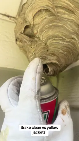 #hornet #hornets #hornetnest🐝 #hornetnest #wasp #wasps #waspnestremoval #waspnest #attackedbynature #attackedbywasp #sting #asmr 