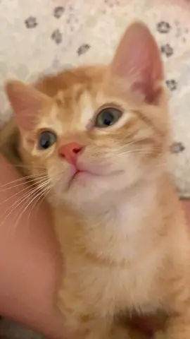 he’s lucky he’s so cute and baby #catsoftiktok 