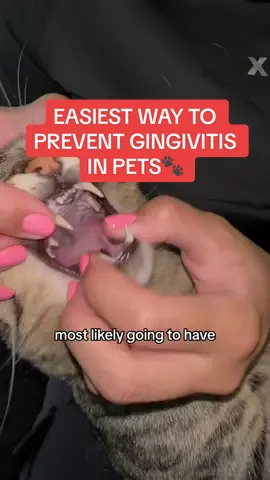 Mad easy!! Saving me $$$ and my cats health #pets #tiktokshop #gingivitis #animals #animalsoftiktok #pets #pethealth #petproducts #dentalcare #cats #dogs #fy 