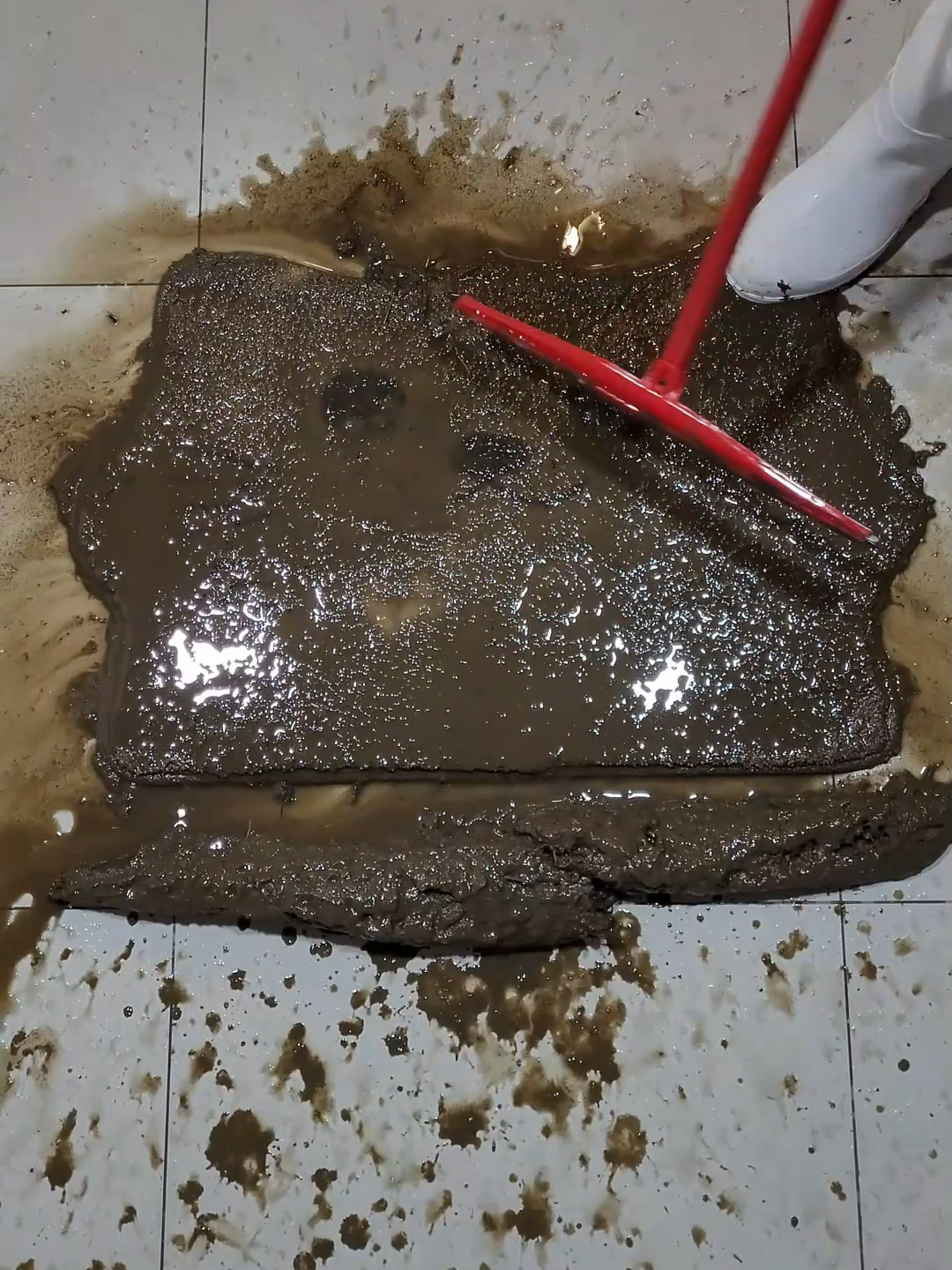 Muddy Fluffy Kitten Carpet Cleaning - ASMR RUG CLEANING #ASMR #cleaning #asmrsounds #cleaningservice #cleaningmotivation