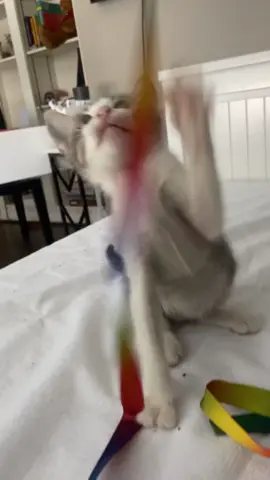My foster kittens are becoming more brave every day! Today I introduced them to a ribbon toy. Let’s see how long until they are all playing and having fun 🥰 #catfamily #kittenfamily #orphankittens #adoptdontshop #catdistributionsystem #shelterpets #houston #animalrescue #spayandneuter #fyppppp