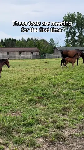 The clacking while running away 😂 #horsetok #horse #foals #foal #equestrian #babyanimals #funny 