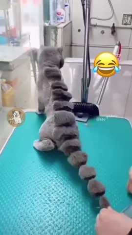 @Adam & Elea @My Petsie @My Petsie @Adam & Elea Hilarious Cat Haircuts Compilation #Myapetsie  _______________ Follow @my.petsie  For More Daily Videos 🔥❤️ _______________ ❤️ Double Tap If You Like This  🔔TurnOn Post Notifications  🏷️ Tag Your Friends  _______________ Plz Dm for credit & removal 💬 _______________ Get ready to laugh out loud with this compilation of the funniest cat haircuts ever! From funky styles to adorable fails, these felines are rocking some unforgettable looks. Don’t miss the cat-tastrophe of cuteness! 🐱✂️😂  _______________ Our social Media : 👇(contact on us Instagram    @my.petsie & @my.petsie1 & @mypetsie1 _______________ #FunnyCats #CatHaircuts #PetGroomingFails #CatCompilation #CatLovers #CuteCats #FelineFashion #CatComedy #PetHumor #CatVideos #CatGrooming #FunnyPets #HairStyle #CatLove #AmineBelhouari #AdamAndElea #MyPetsie 