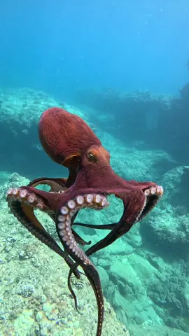 Lost for words 🩵🐙 Octopuses can change color in a fraction of a second, sometimes in under 100 milliseconds, by using thousands of specialized cells called chromatophores located under their skin. #diving #manta  #mantaray #freediving  #viral  #viralvideos  #viralreels #hawaii #nature #wildlife #underwater  #underwaterphotography  #underwaterlife  #ocean  #oceans #octopus #beach #vacation  #gopro 