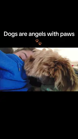 Panchito the Yorkie 🐶❤️.  My sweet boy. 