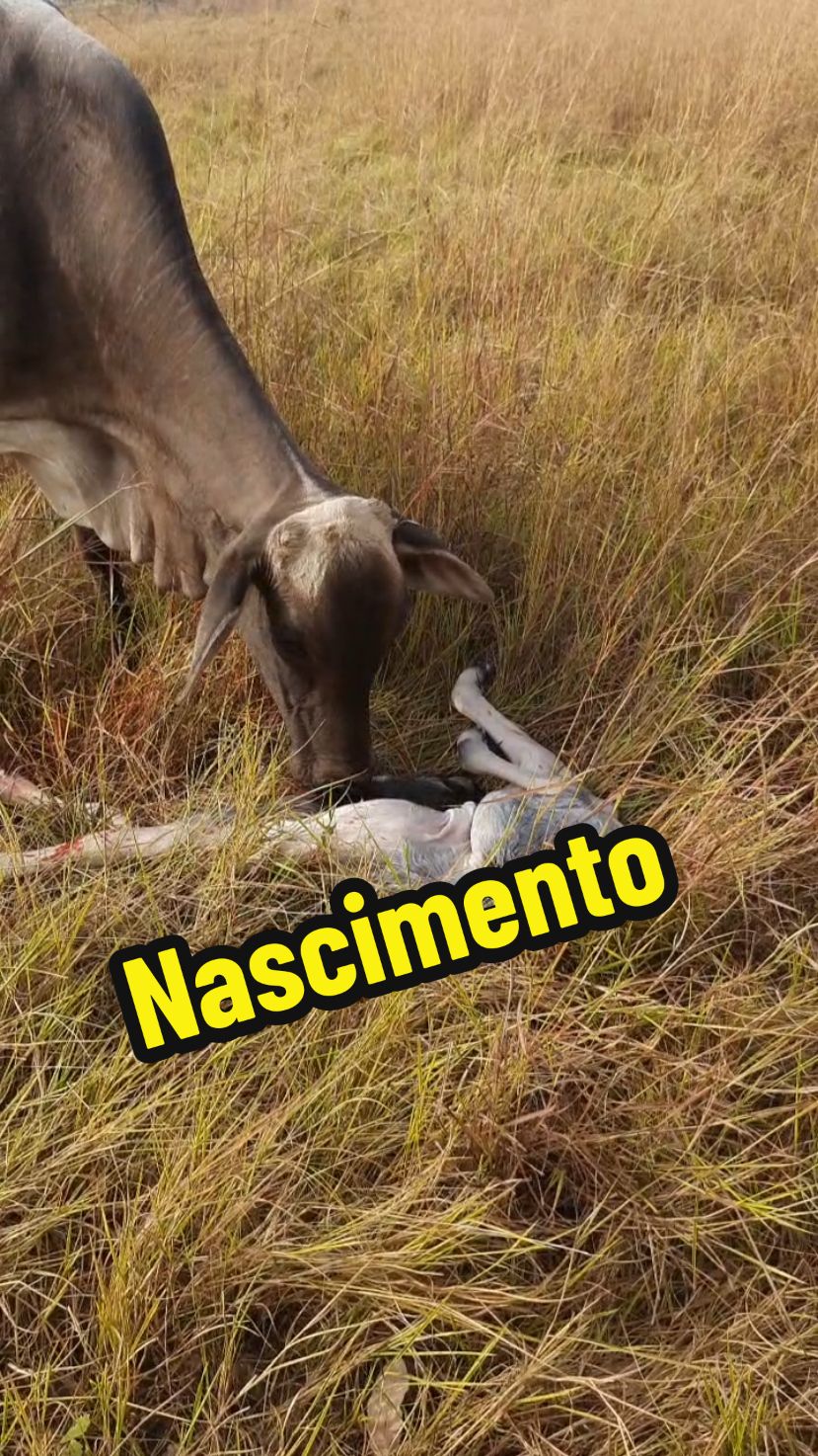Vaca Parindo  #vacaparindo  #vaca  #bezerro  #parto  #vidanaroça 