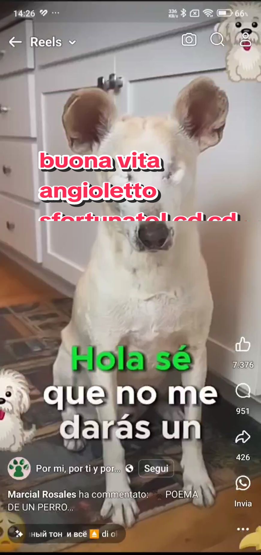 #respeto #respect #tiktok #viraltiktok #viralvideo #videoviral #videos #video #animals #animal #anima #anime #funny #fyp #foryou #viral #corazon #cuore #heart #amour #amor #amore #eyes #ciego #ciegos #dog #dogs #pet #pets #perro #perros #perrostiktokers #like #life #cute #cutedog #rescuedog #loveyou #lover #lovers #lovely #puppy #puppylove #puppytiktok #puppydog #puppylife 