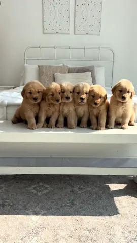 You look like you love me 🥹 #goldenretriever #goldenretrieverlife #goldenretrieverpup #puppytiktok #puppiesmakemehappy #goldenspuppies #goldensoftik 