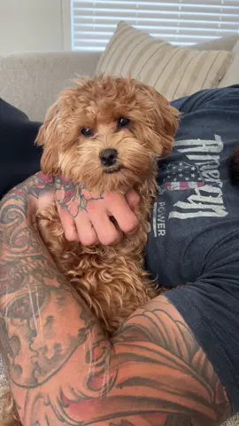 Theo clearly didn’t learn his lesson #fyp #maltipoosoftiktok 