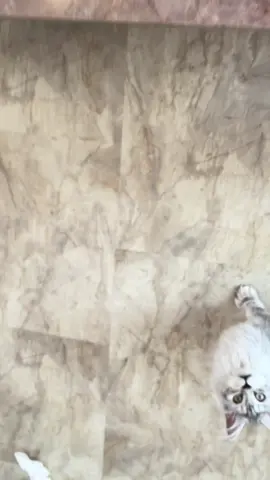 sound on to hear this cutie 🥰♥️