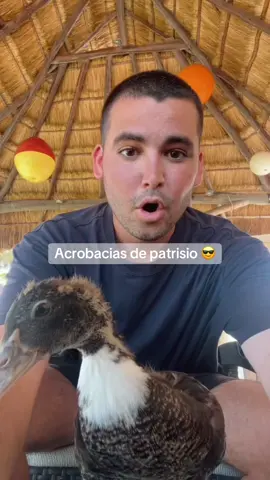 Patrisio para las olimpiadas 🦆😱